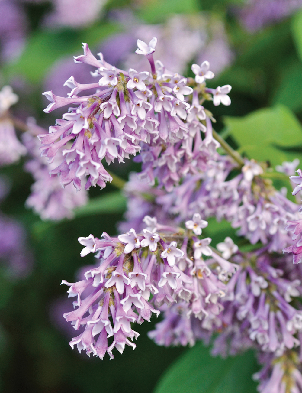 Syringa Manchurian Lilac