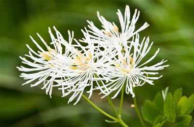 Thalictrum Alba