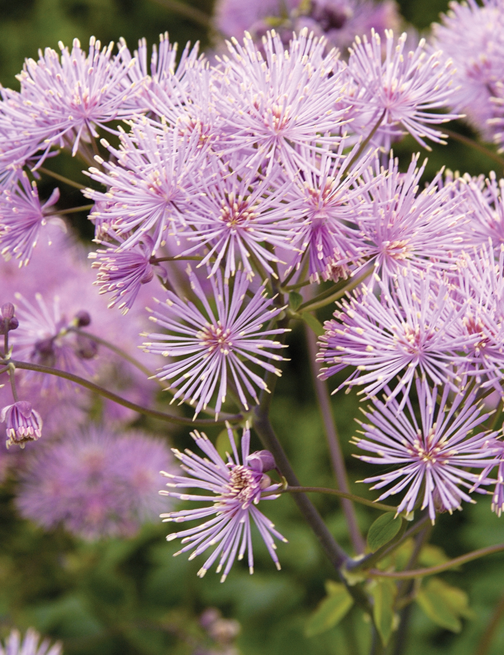 French Meadow Rue