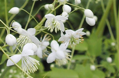 Thalictrum Album