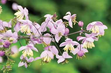 Thalictrum Meadow Rue