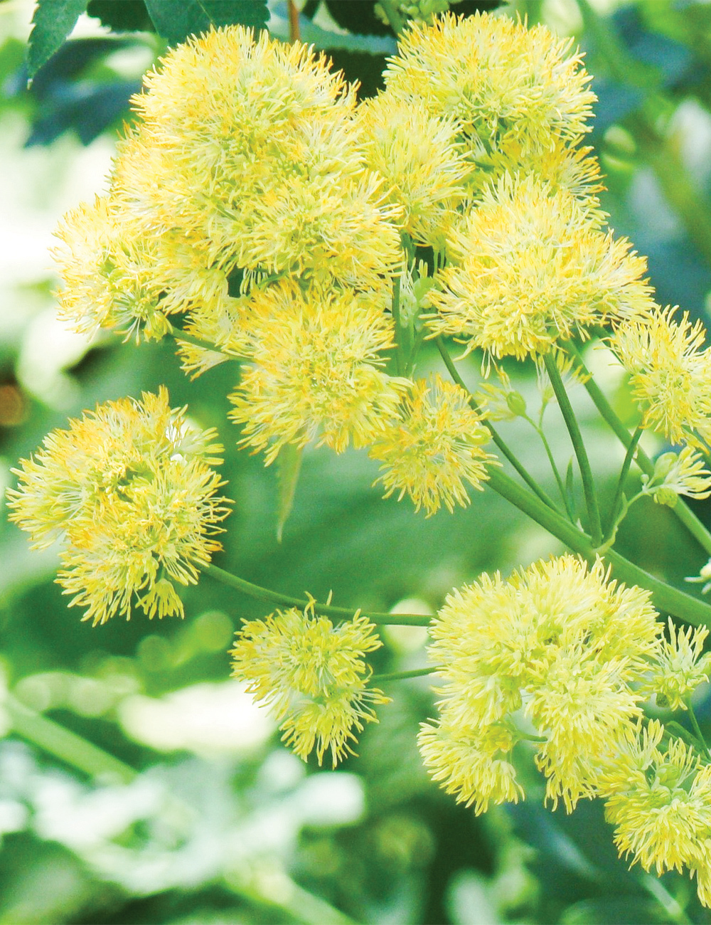 Yellow Meadow Rue Glaucum