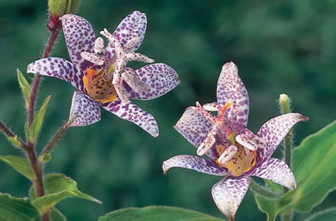 Toad Lily Spotted Pink