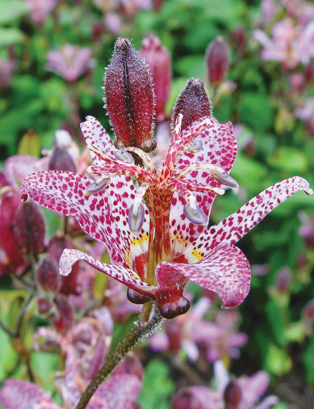 Japanese Toad Lily