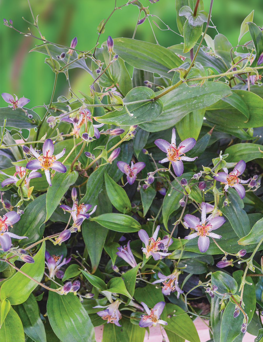 Garden Orchid 'Shooting Stars Mauve'