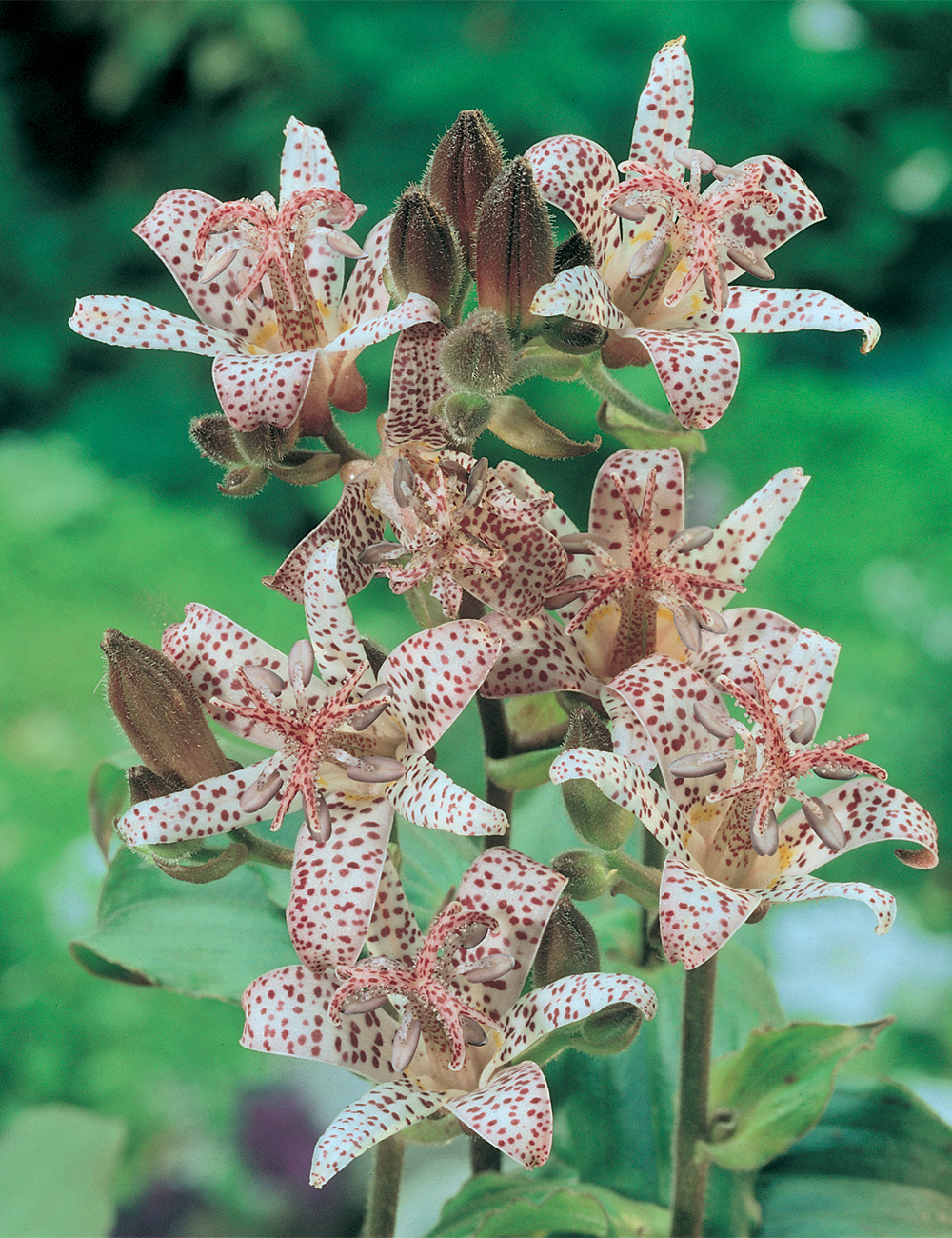 Creeping Toad Lily Tricyrtis stolonifera