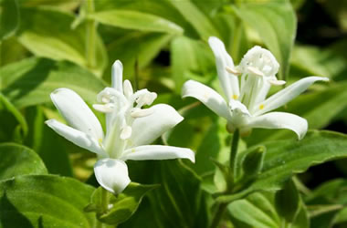 White Toad Lily