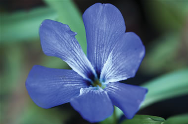 Chilean Blue Crocus