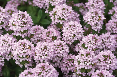 Creeping Thyme