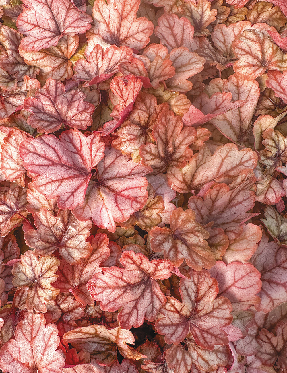 Heucherella 'Art and Craft'