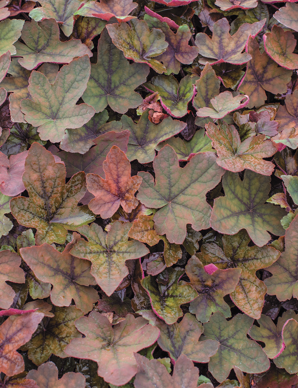 Heucherella 'Art Deco'
