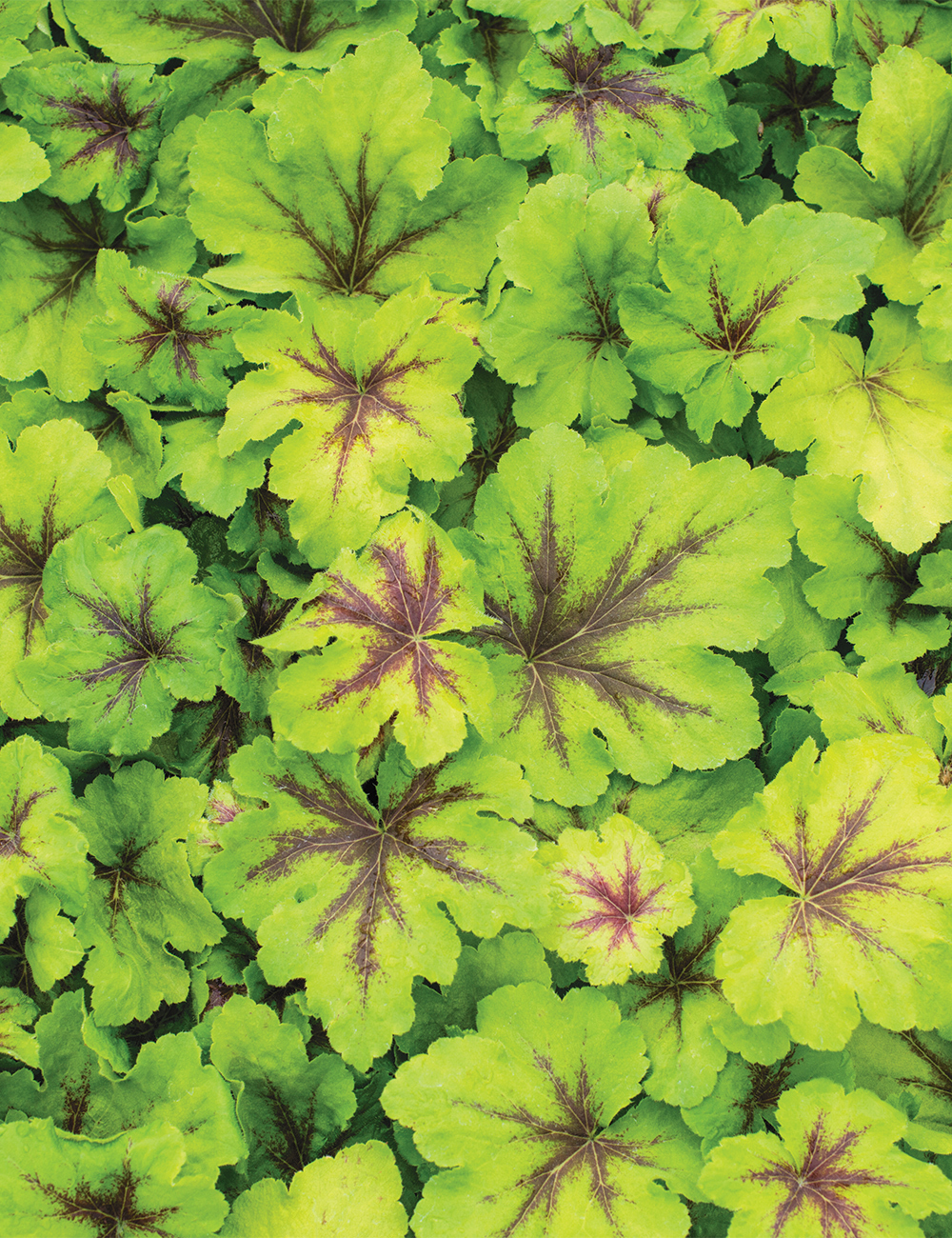 Heucherella 'Art Nouveau'