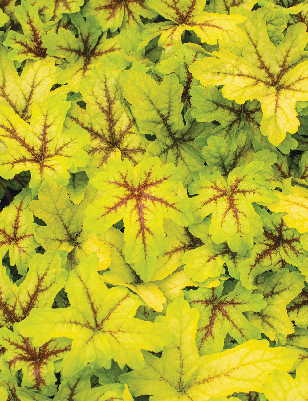 Heucherella 'Art Tropico'