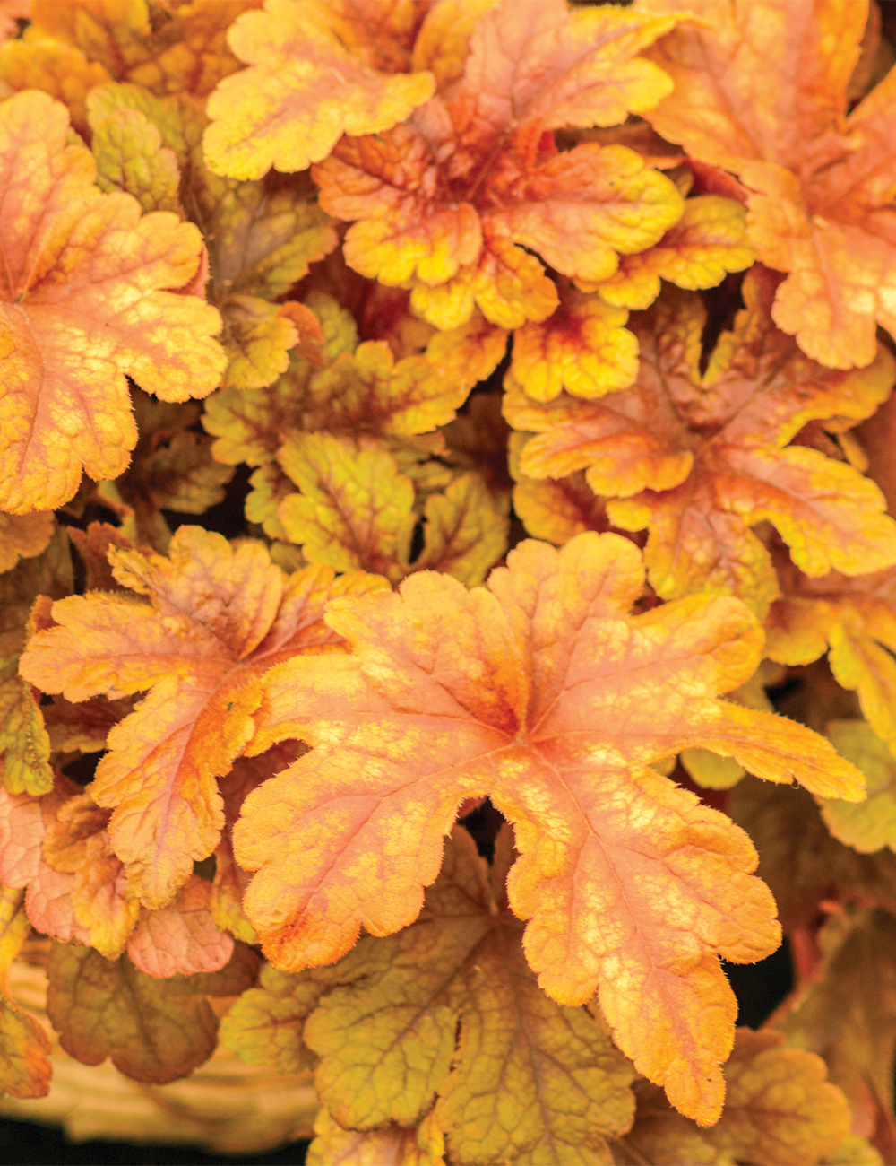 Heucherella 'Buttered Rum'