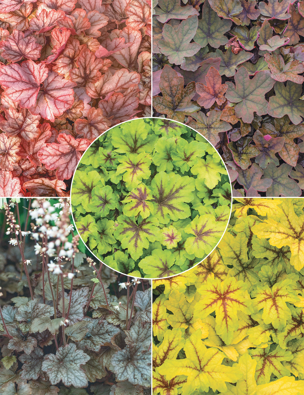 Heuchera (reduced) Collection