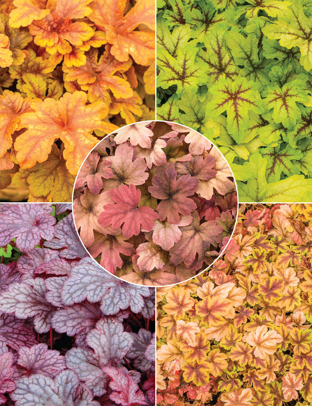 Heuchera (reduced) Collection