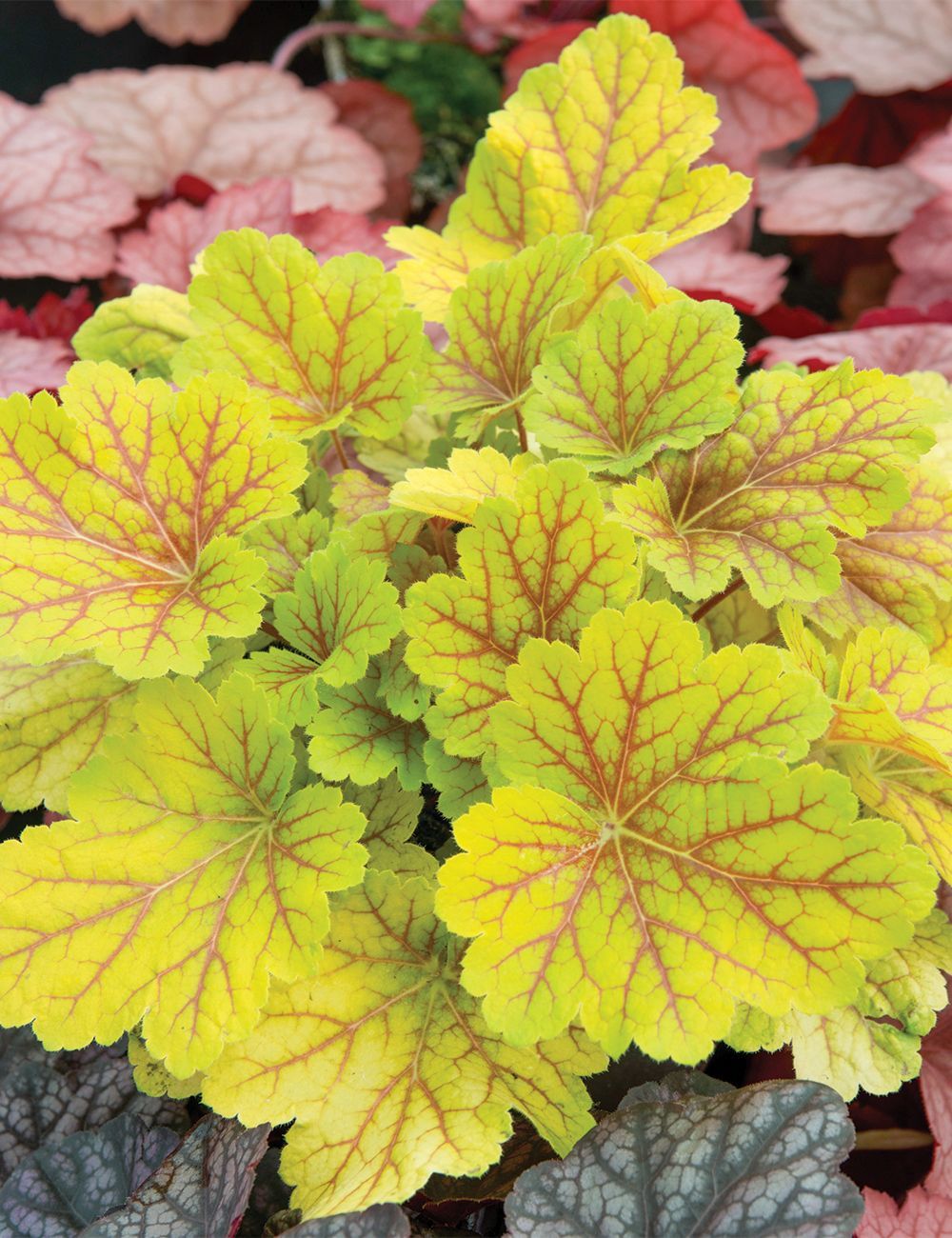 Heuchera 'Electric Lime'