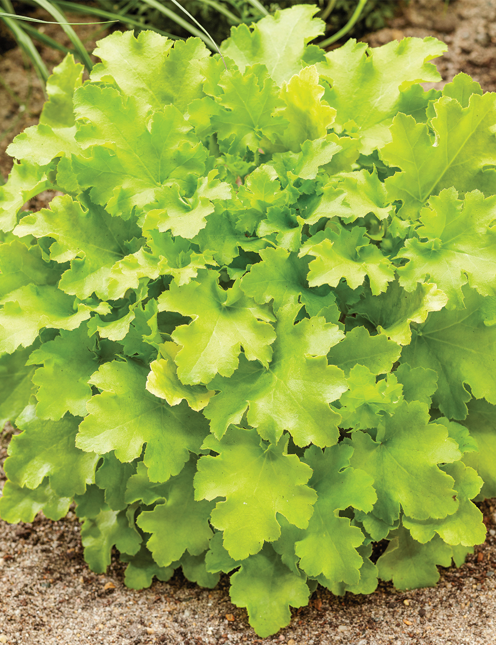 Heuchera 'Lime Marmalade'