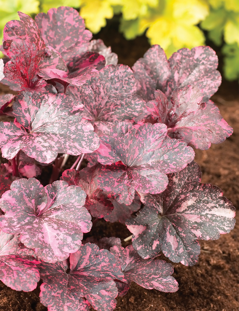 Heuchera 'Midnight Rose'