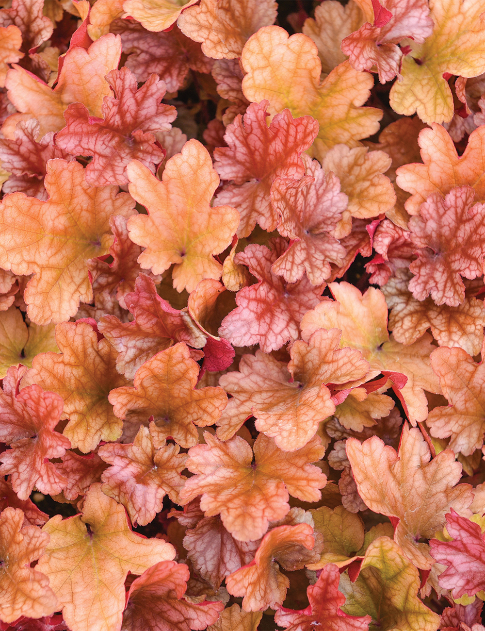 Heuchera 'Peach Flambe'