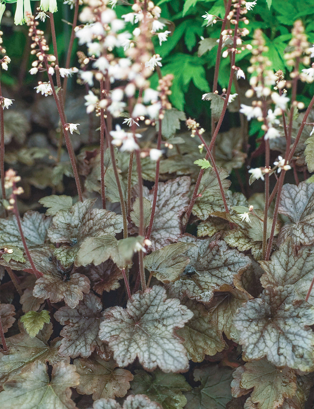 Heucherella 'Quicksilver'