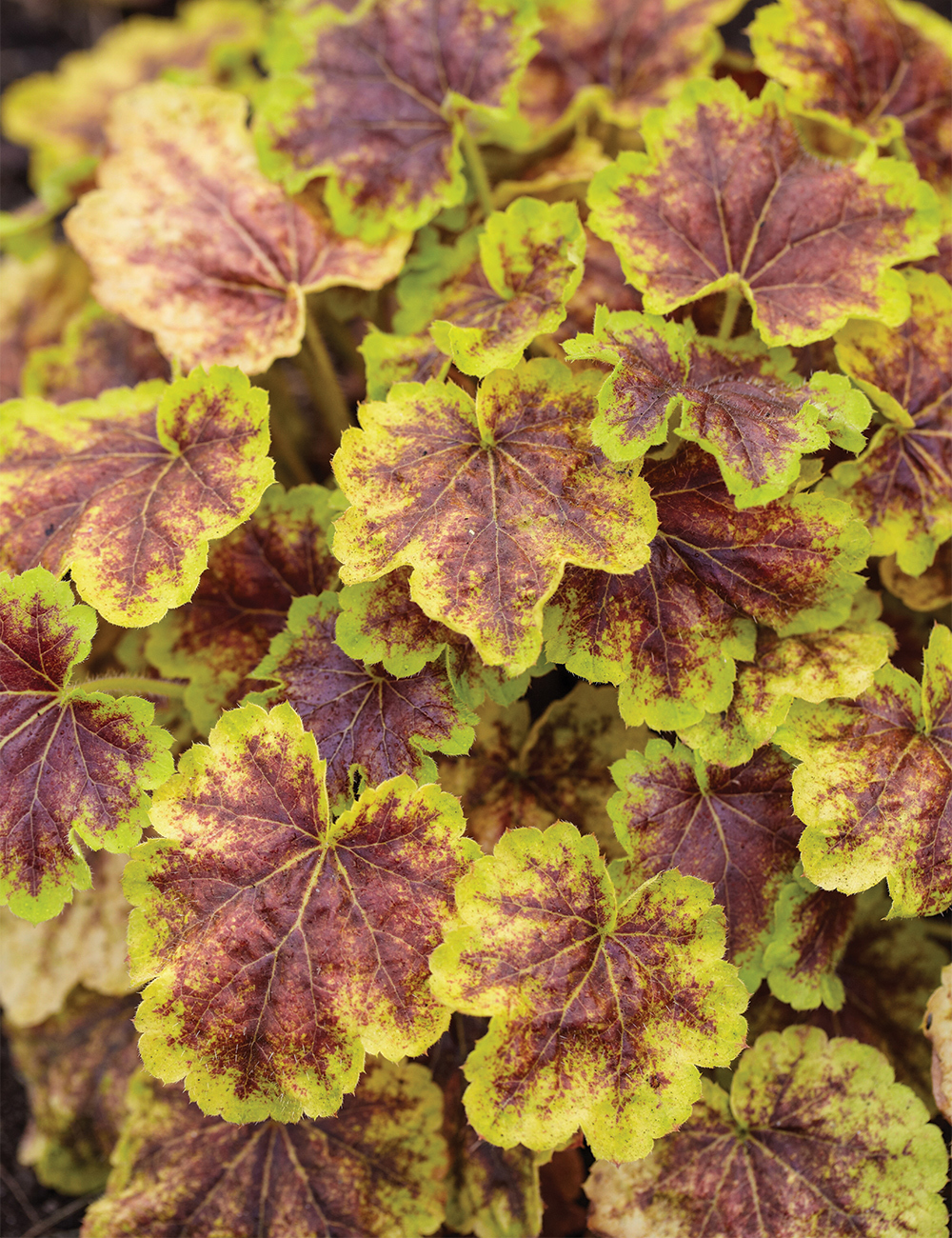 Heucherella 'Solar Eclipse'