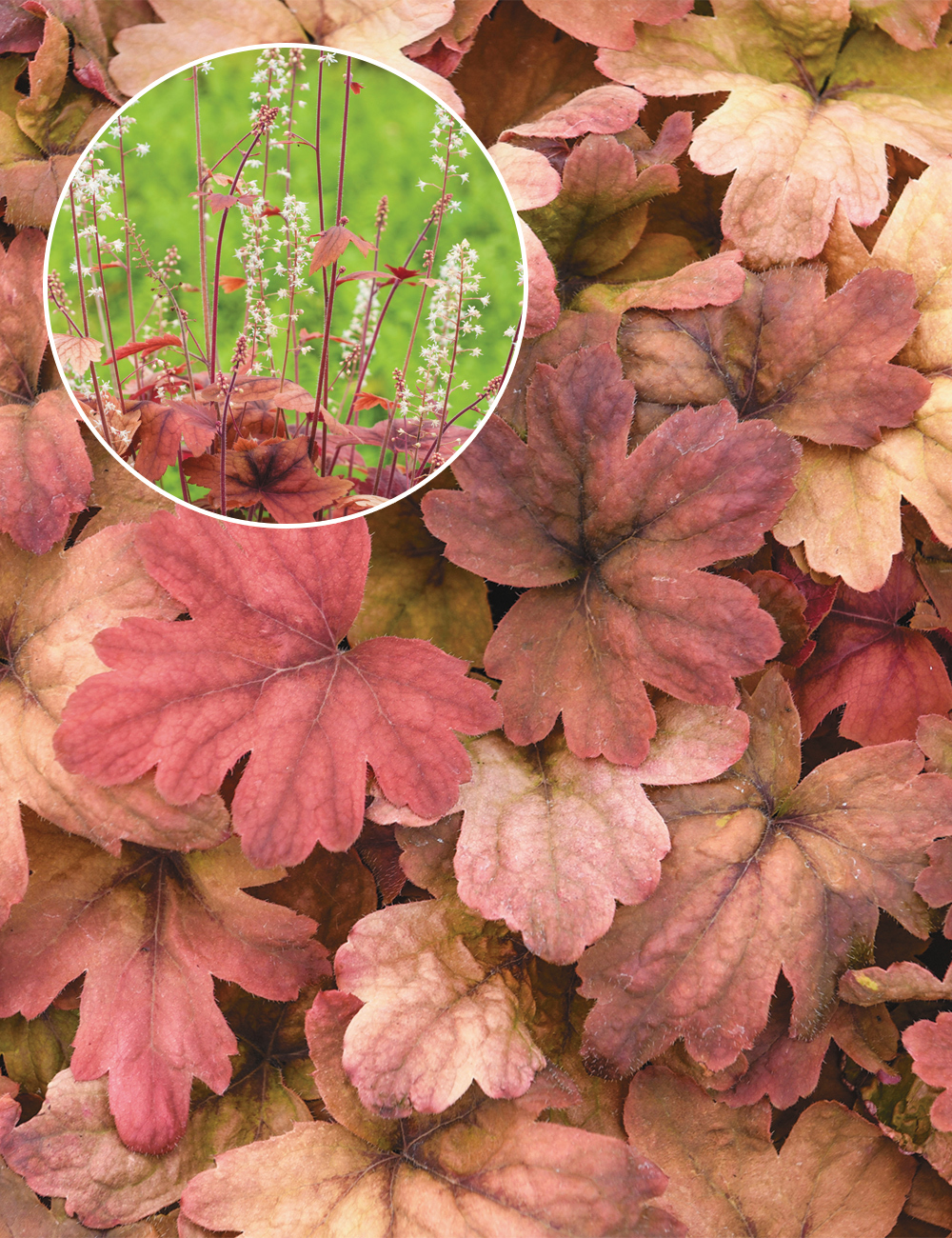 Heucherella 'Sweet Tea'