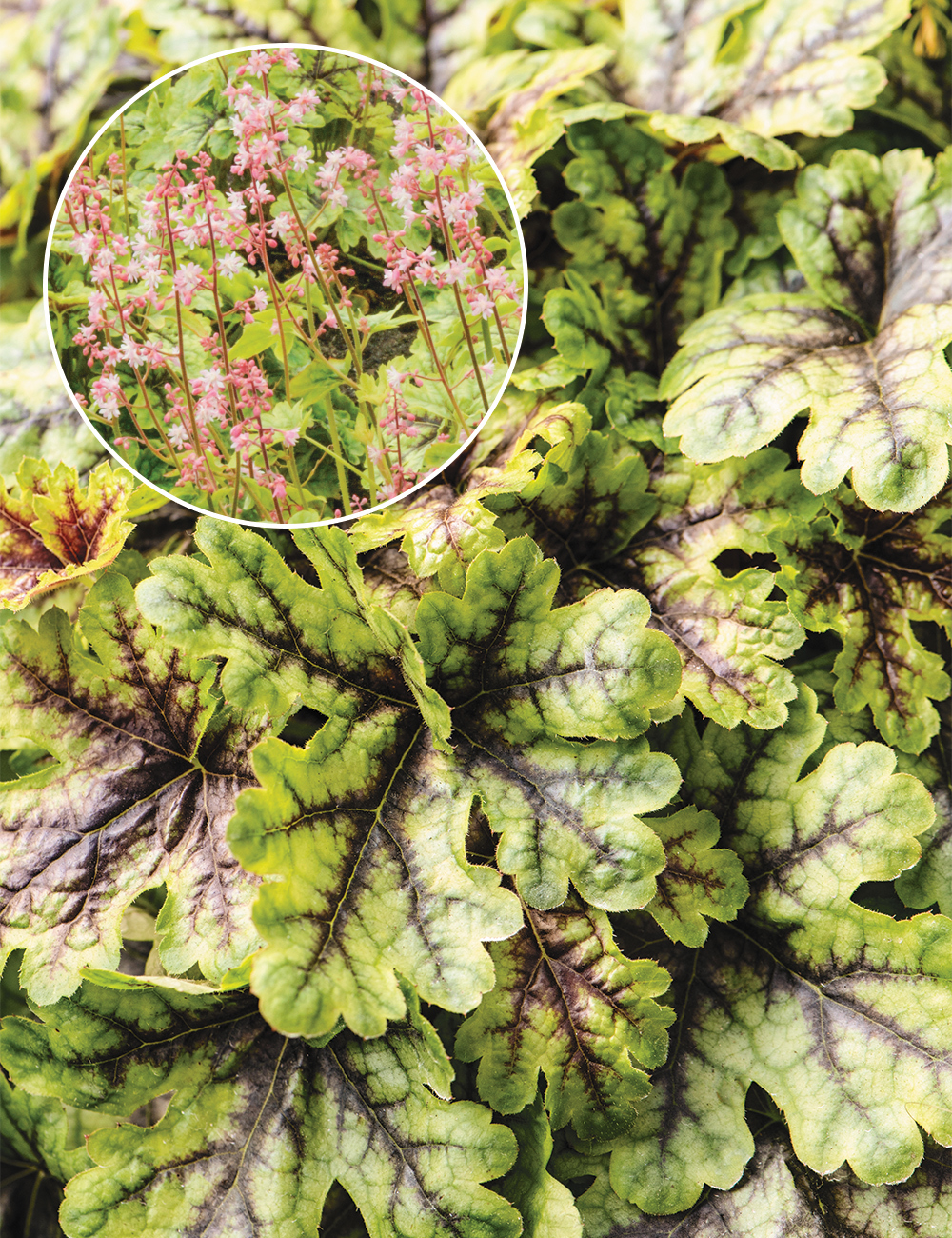 Heucherella 'Tapestry'