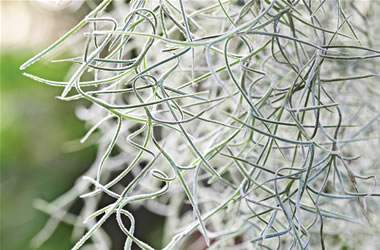 Spanish Moss Clump