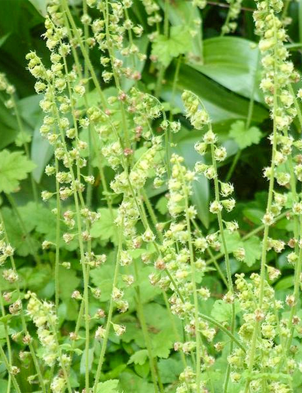 Tellima Fringe Cups