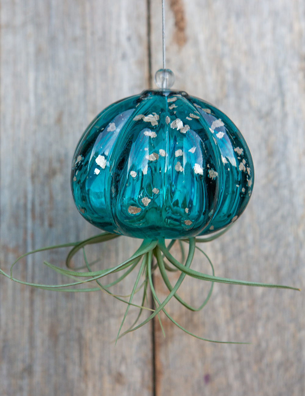 Tillandsia and Blue glass
