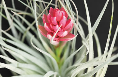 Tillandsia Bromeliad Cotton Candy