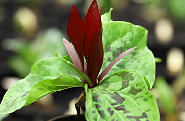 Giant Purple Trillium