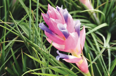 Tillandsia Bromeliad Bak