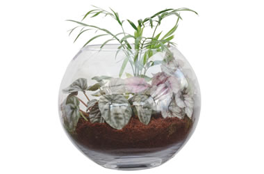 Glass Terrarium Fish Bowl