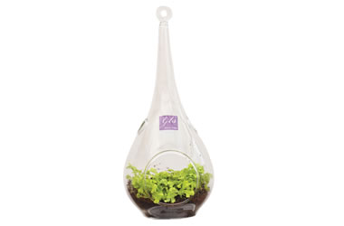 Glass Terrarium Hanging Teardrop