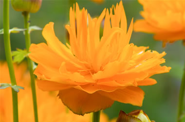 Trollius Orange