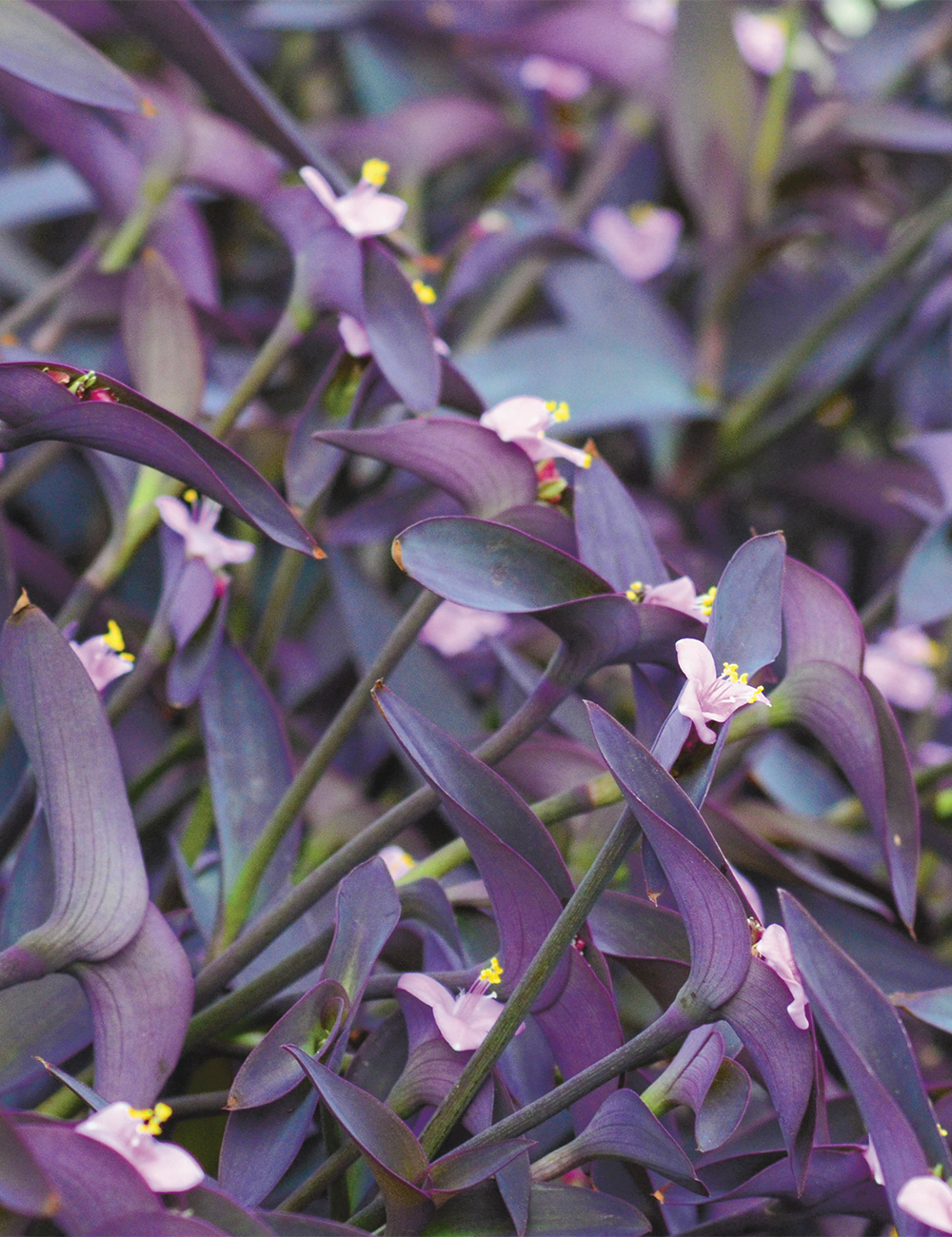 Tradescantia Purple Heart