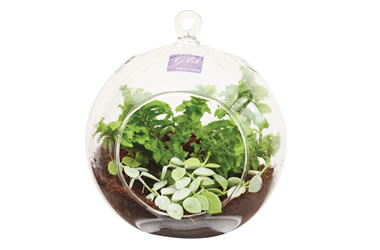 Glass Terrarium Hanging Globe