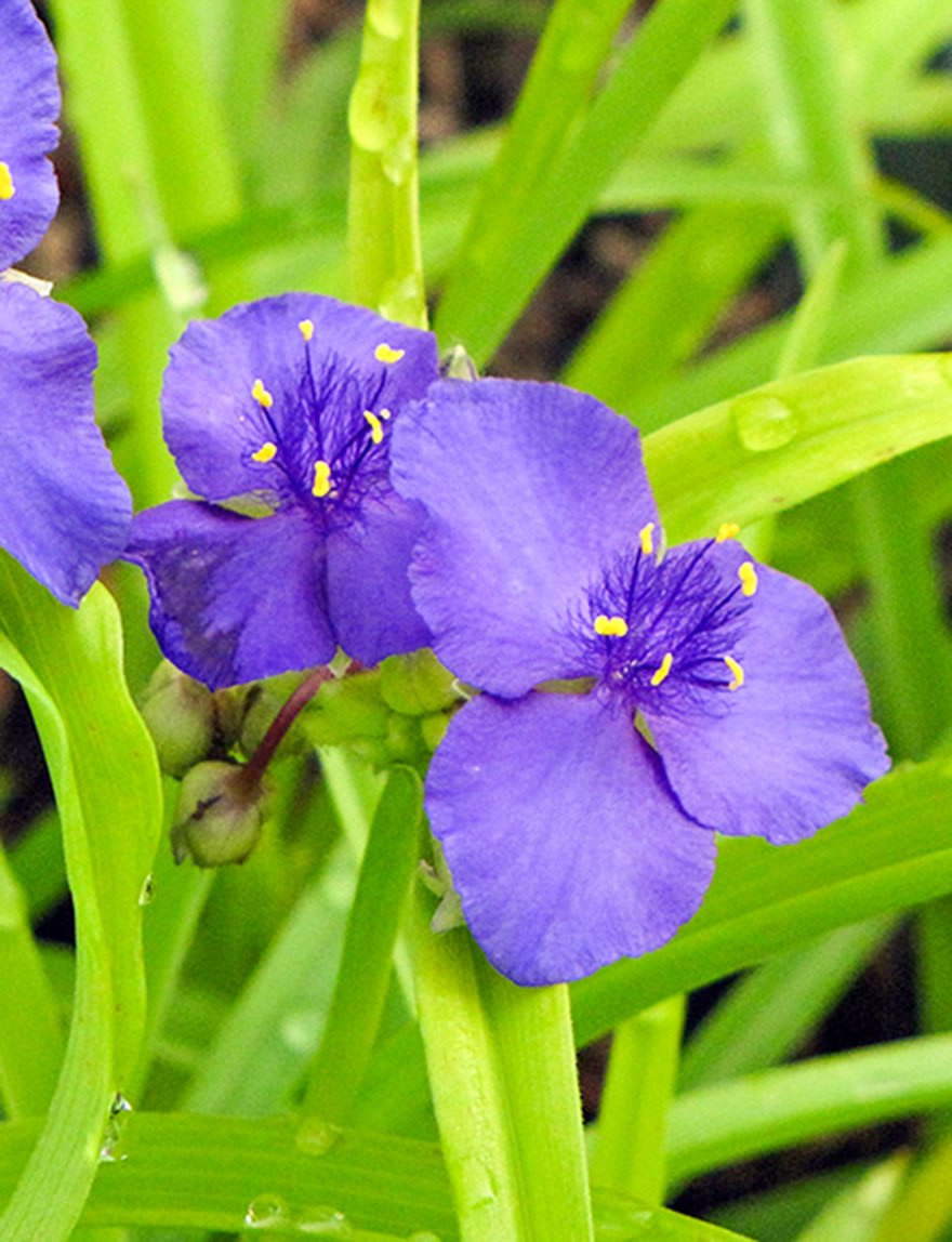 Tradescantia Sweet Kate