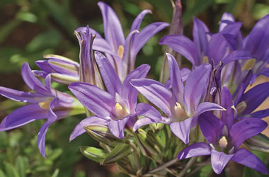 Harvest Brodiaea