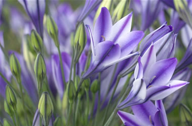 Triteleia Rudy Kliener