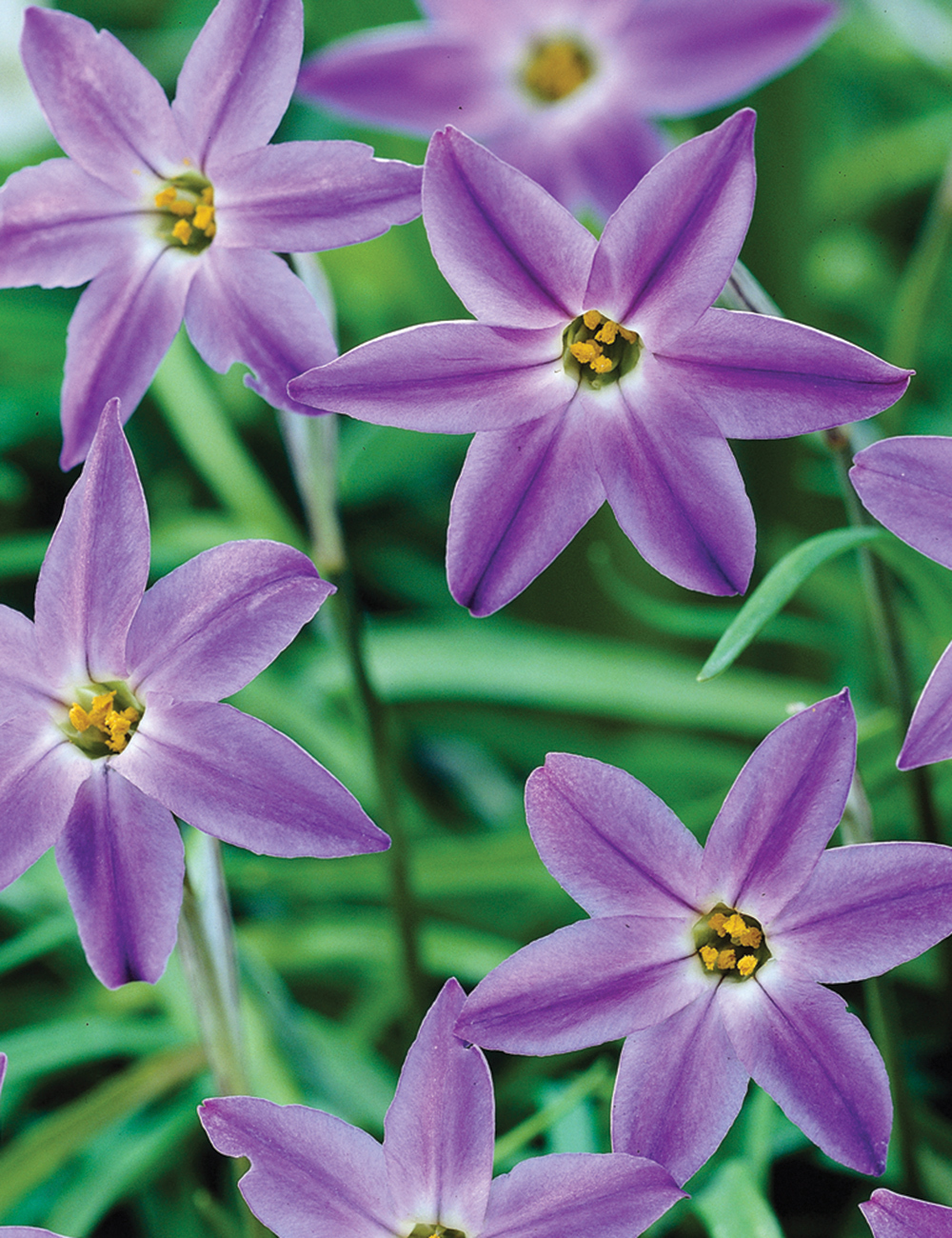 Spring Star Flower Froyle Mill