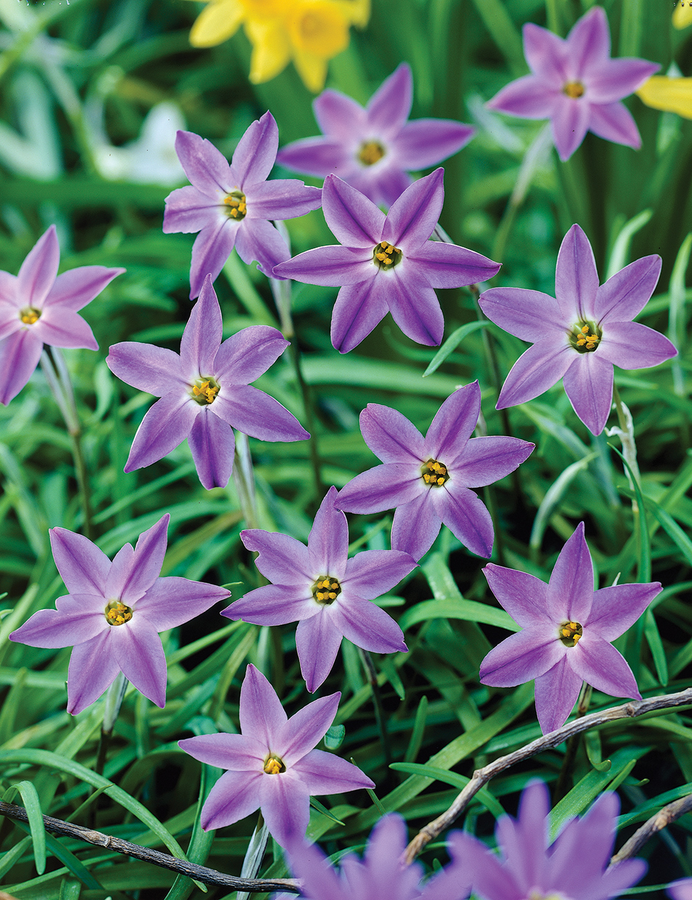 Spring Star Flower 'Froyle Mill'