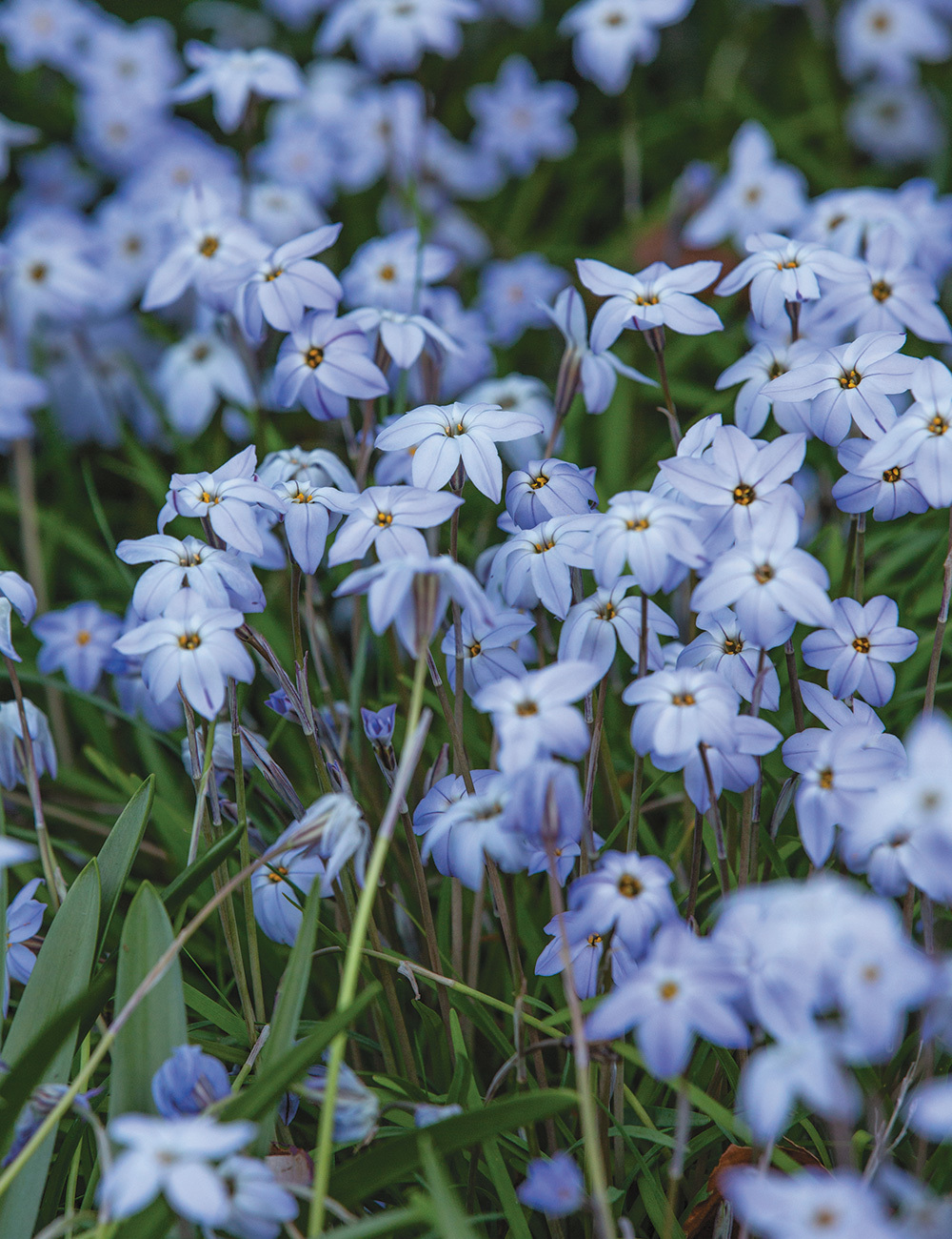 Spring Star Flower 'Mauve'