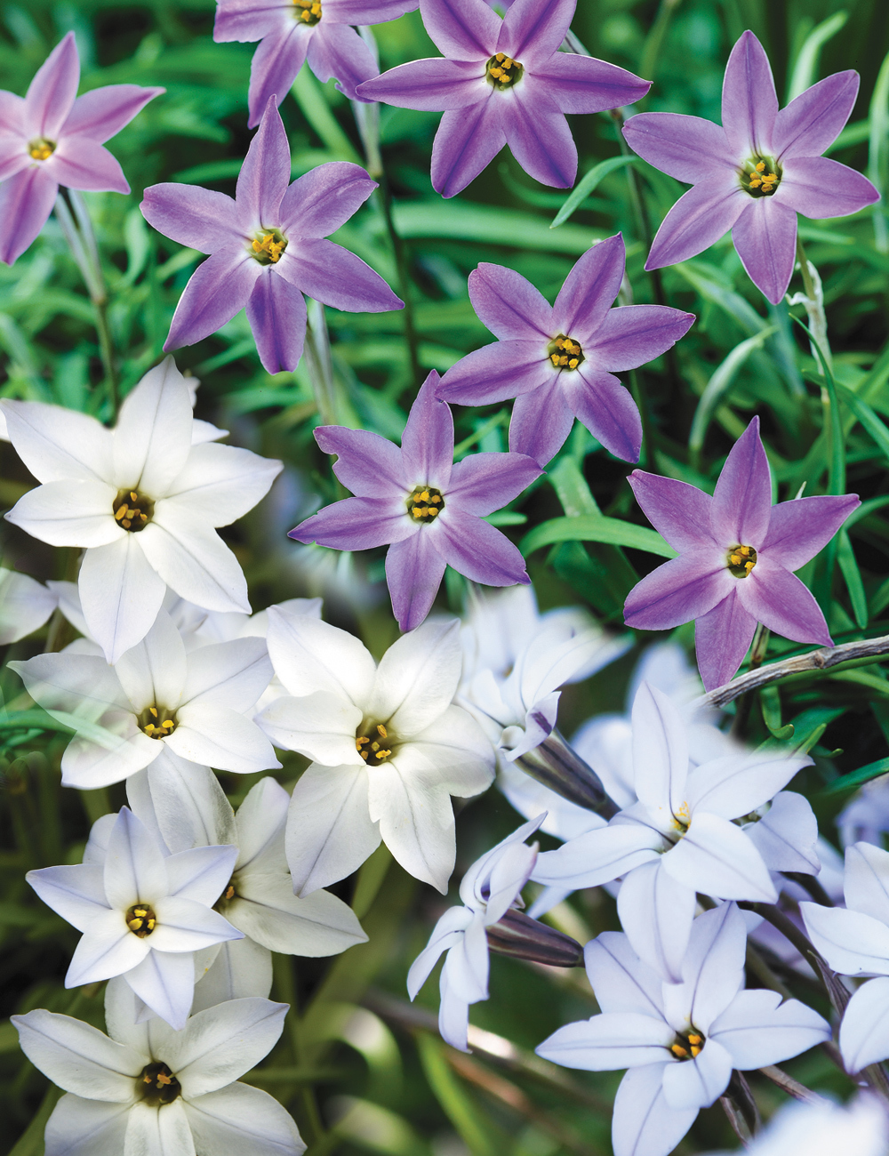 Spring Star Flowers Mixed