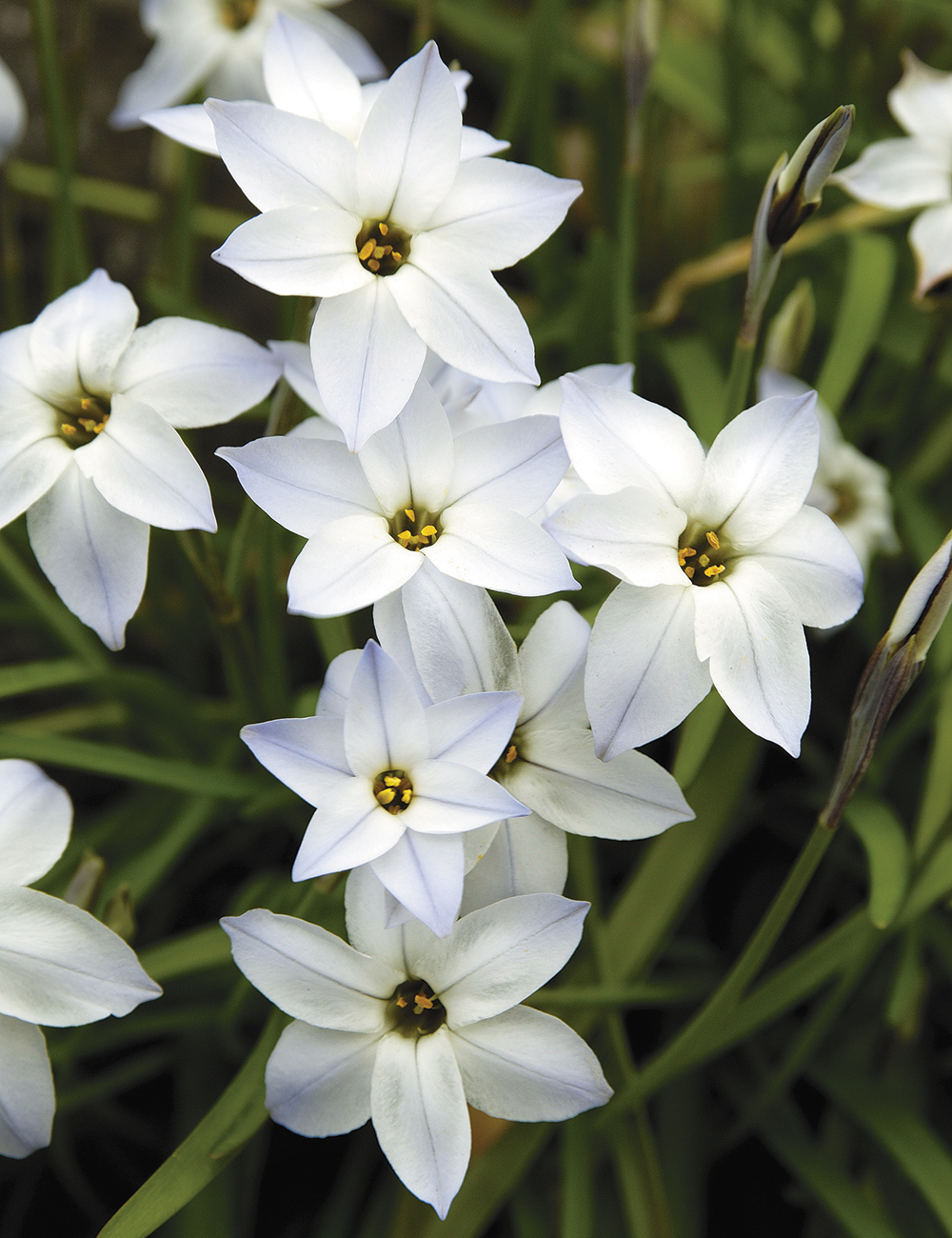 Spring Star Flower 'Star Bright'