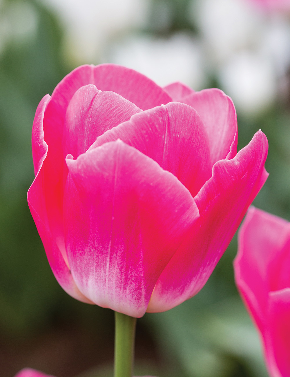 Bokassa Tulip 'Babydoll'