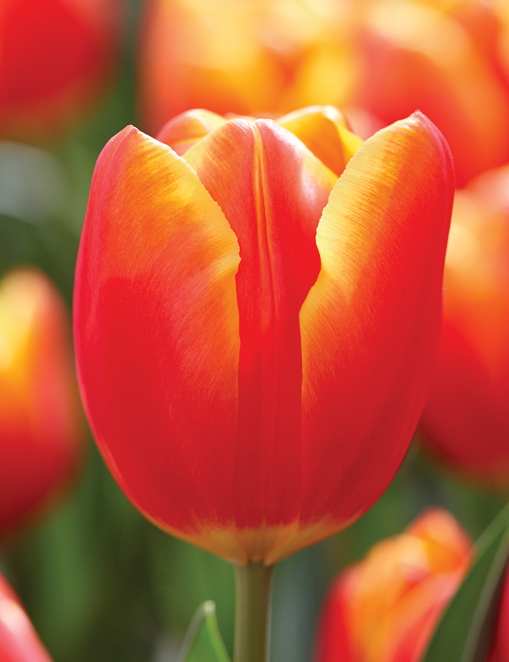 Bokassa Tulip 'Blaze'