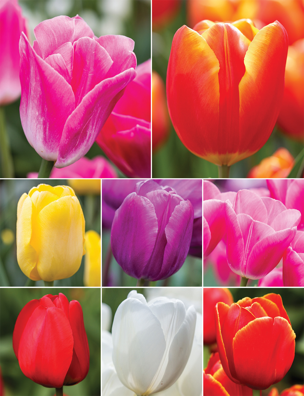 Bokassa Tulips (reduced) Collection